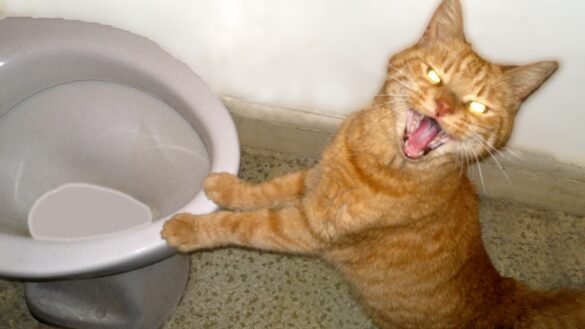 Cat Videos - Exploring Online Video Trends